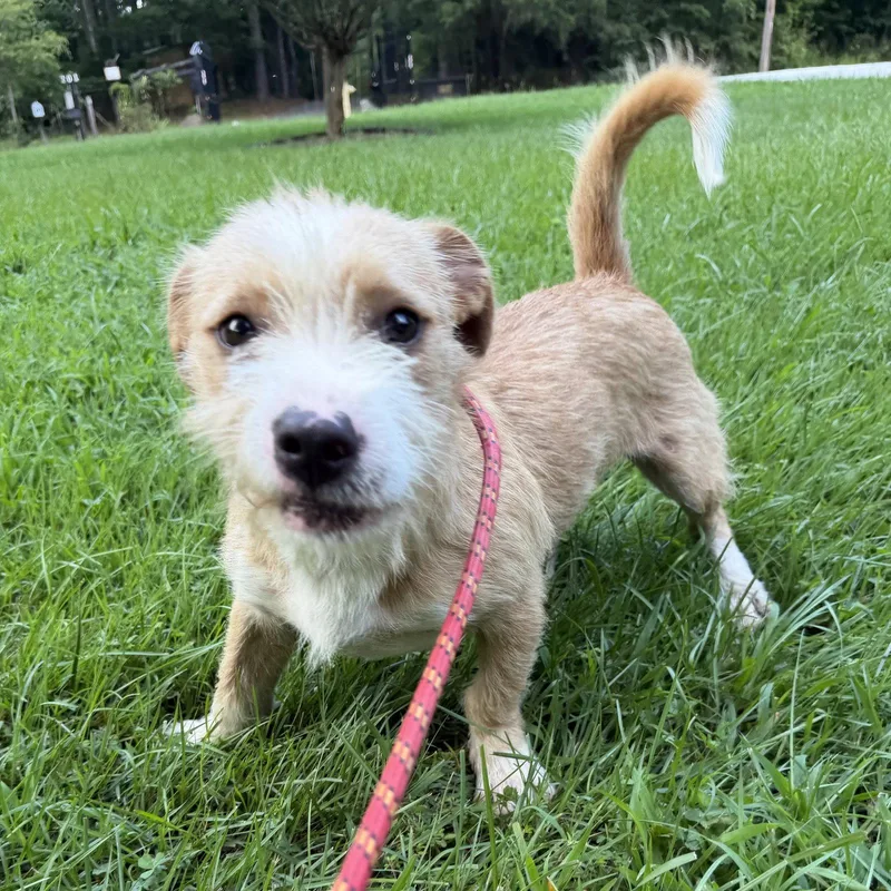 A young small-sized male Border Terrier dog named Triscuit for adoption in Locust Fork, AL