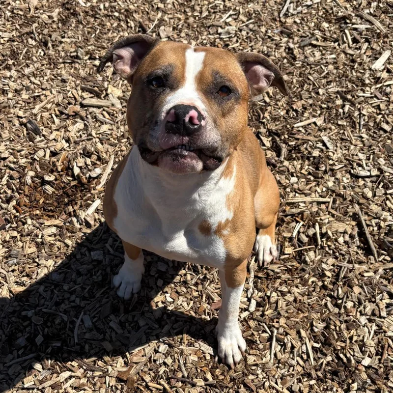 An adult medium-sized male Brown / Chocolate Mixed Breed dog named Chop for adoption in Wappingers Falls, NY