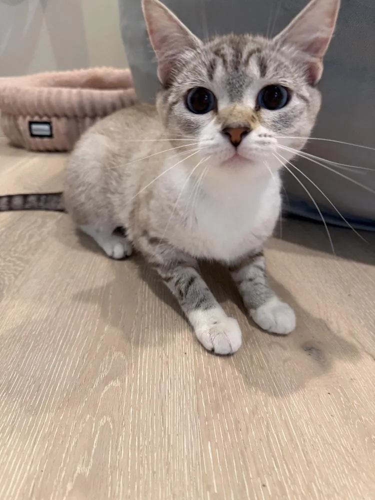 A baby small-sized female Domestic Short Hair cat named Bella for adoption in Vancouver, WA