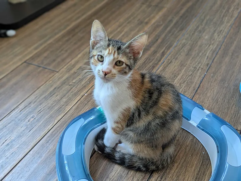 A baby medium-sized female Tabby (Brown / Chocolate) Domestic Short Hair cat named Haru And Koneko for adoption in Seattle, WA