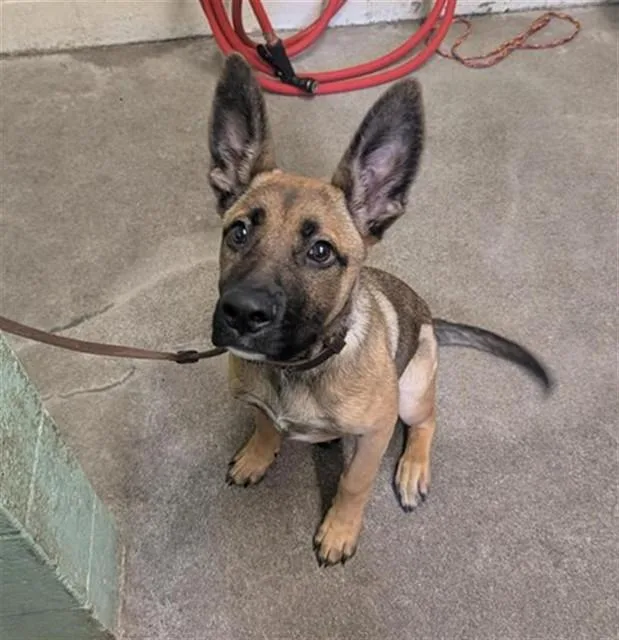 A baby small-sized female German Shepherd Dog dog named Rosee for adoption in Sacramento, CA
