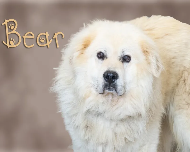 Bear
