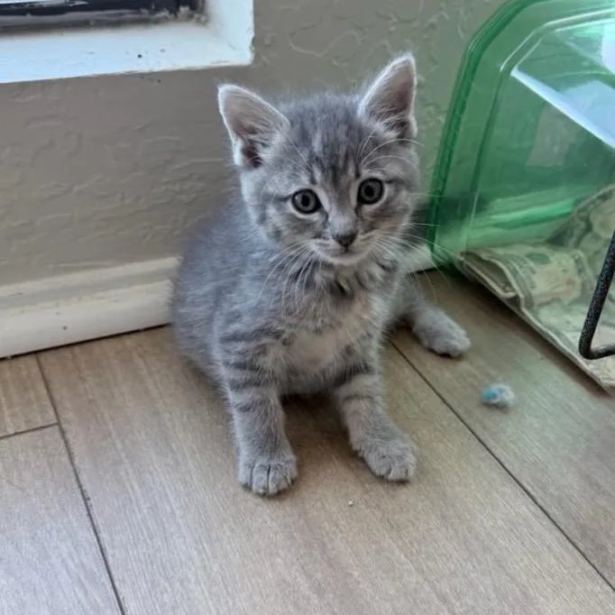 A baby small-sized female Gray / Blue / Silver Domestic Long Hair cat named Dusty for adoption in Calimesa, CA