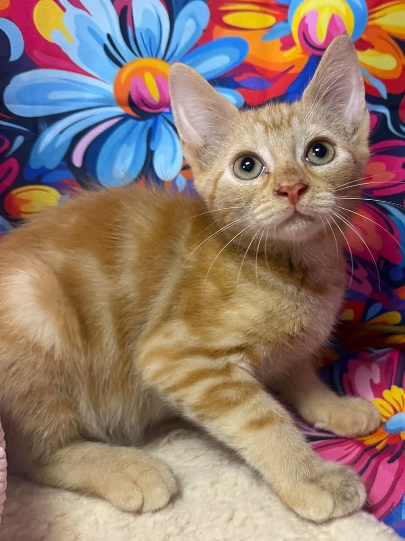 A baby small-sized male Tabby (Orange / Red) Domestic Short Hair cat named Morris for adoption in Ocean Springs, MS