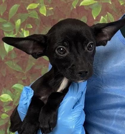 A young small-sized male Chihuahua dog named Lamborghini for adoption in San Antonio, TX