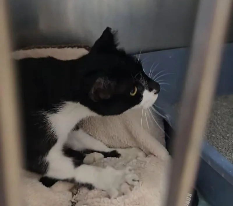 A baby medium-sized female Black Domestic Short Hair cat named Frita for adoption in Ozone Park, NY
