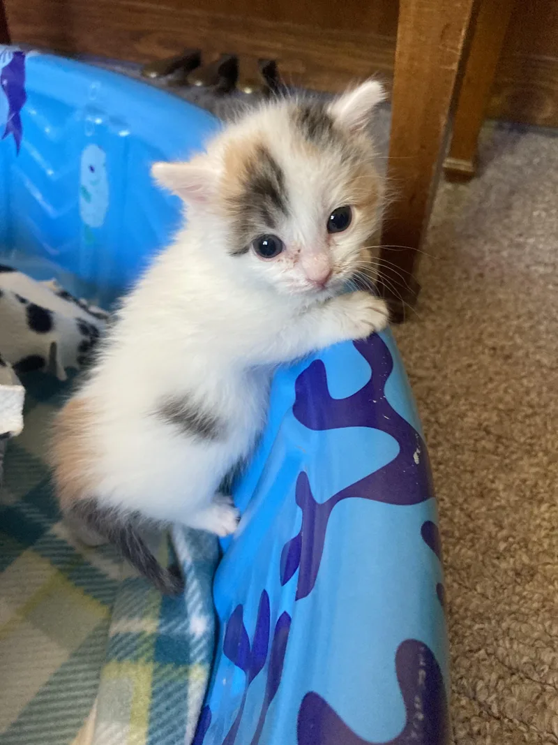 A baby medium-sized female White Domestic Short Hair cat named Clover for adoption in Fruit Heights, UT