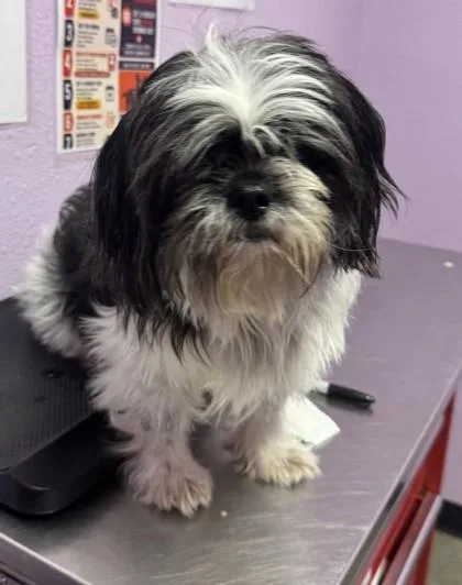 An adult medium-sized male Black Shih Tzu dog named 61302264 for adoption in El Paso, TX