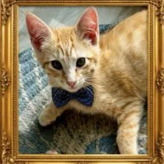 A young medium-sized male Orange / Red Domestic Short Hair cat named Mochi for adoption in Spokane, WA