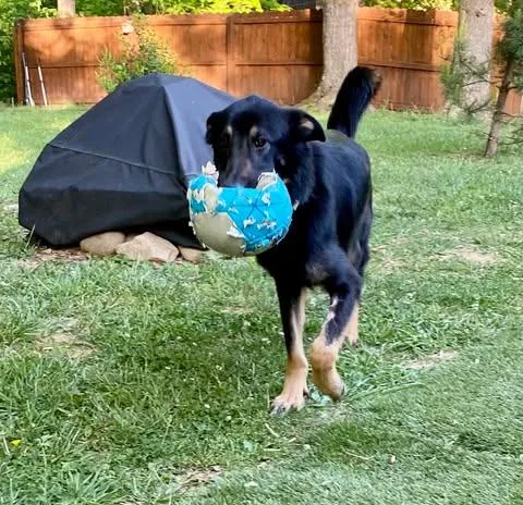 An adult large-sized male Black German Shepherd Dog dog named Kenzo for adoption in Greeneville, TN