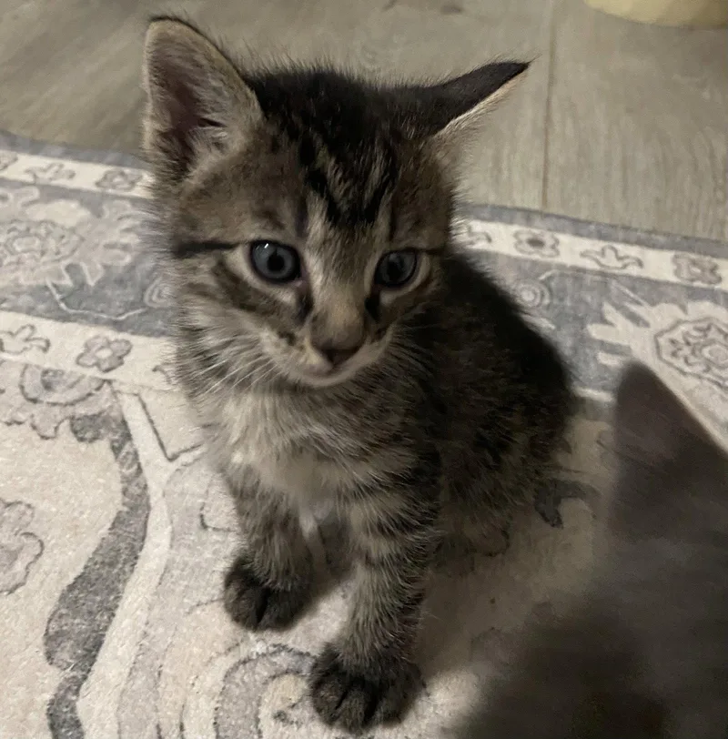 A baby medium-sized male Domestic Short Hair cat named Elliot for adoption in Vacaville, CA