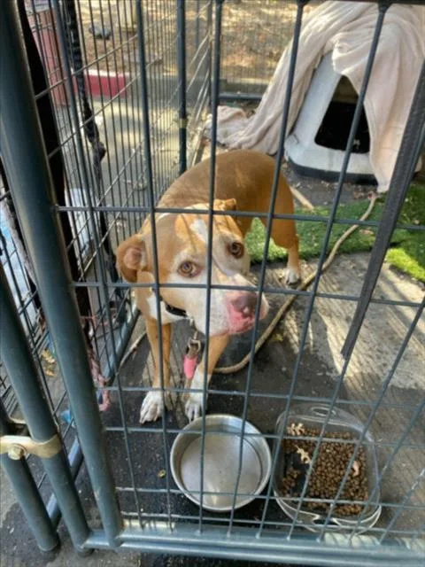 An adult large-sized female Pit Bull Terrier dog named Jade for adoption in Woodland, CA