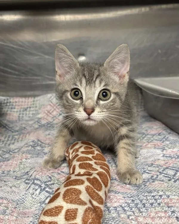 A baby small-sized male Domestic Short Hair cat named Cashew for adoption in Richmond, VA