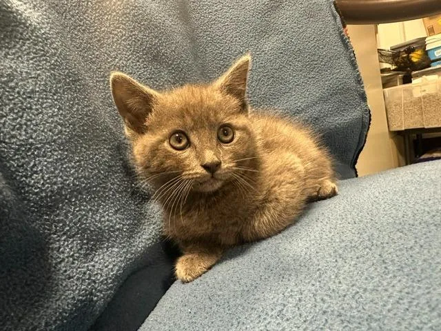 A young small-sized male Gray / Blue / Silver Domestic Short Hair cat named Wren for adoption in Webster City, IA