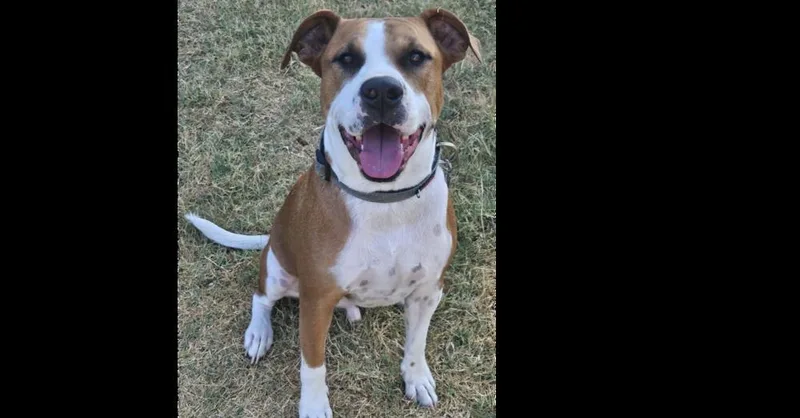 An adult large-sized male Boxer dog named Sox for adoption in Dallas, TX