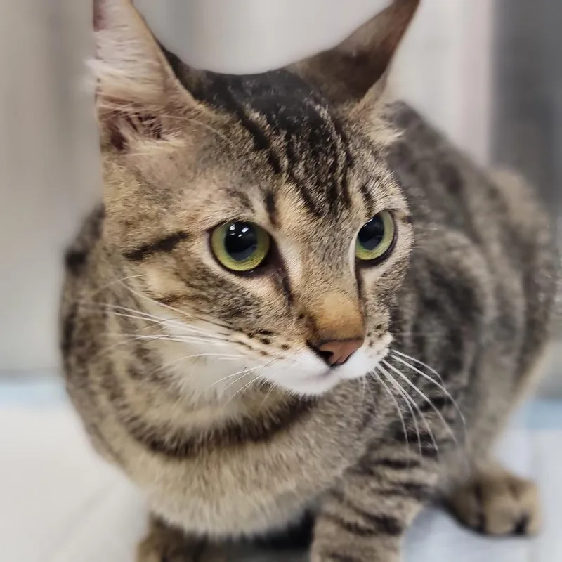 An adult medium-sized female Brown / Chocolate Domestic Short Hair cat named Umami for adoption in Sarasota, FL