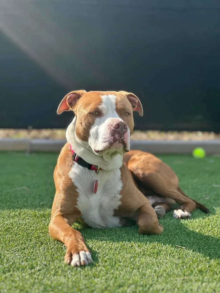 A young large-sized male Mixed Breed dog named Homer for adoption in Detroit, MI
