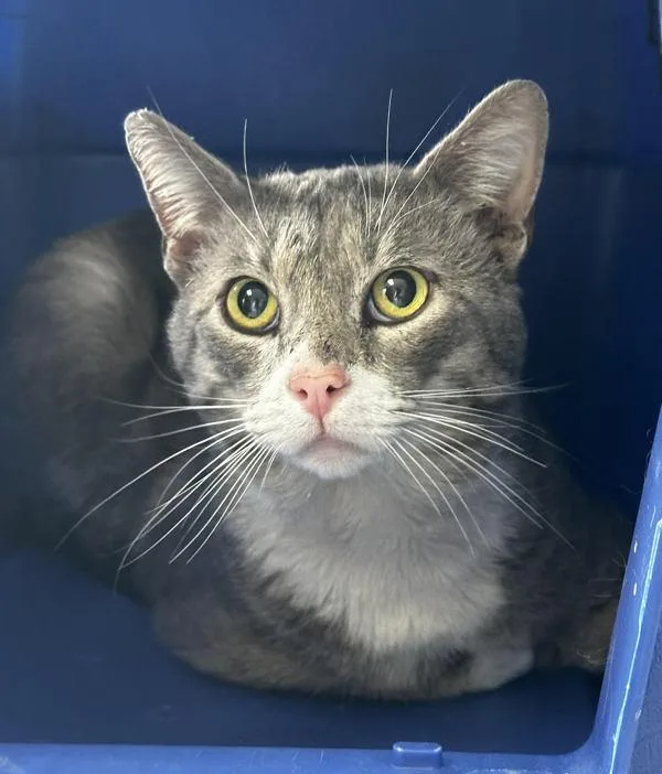 An adult large-sized male Domestic Short Hair cat named Prince Charming for adoption in Vallejo, CA