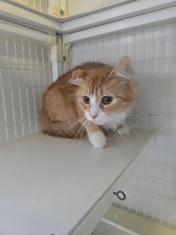 An adult medium-sized female Domestic Long Hair cat named Sable for adoption in Cortland, NY