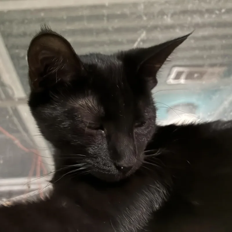 A baby small-sized male Black Domestic Short Hair cat named Trixie for adoption in Liverpool, TX