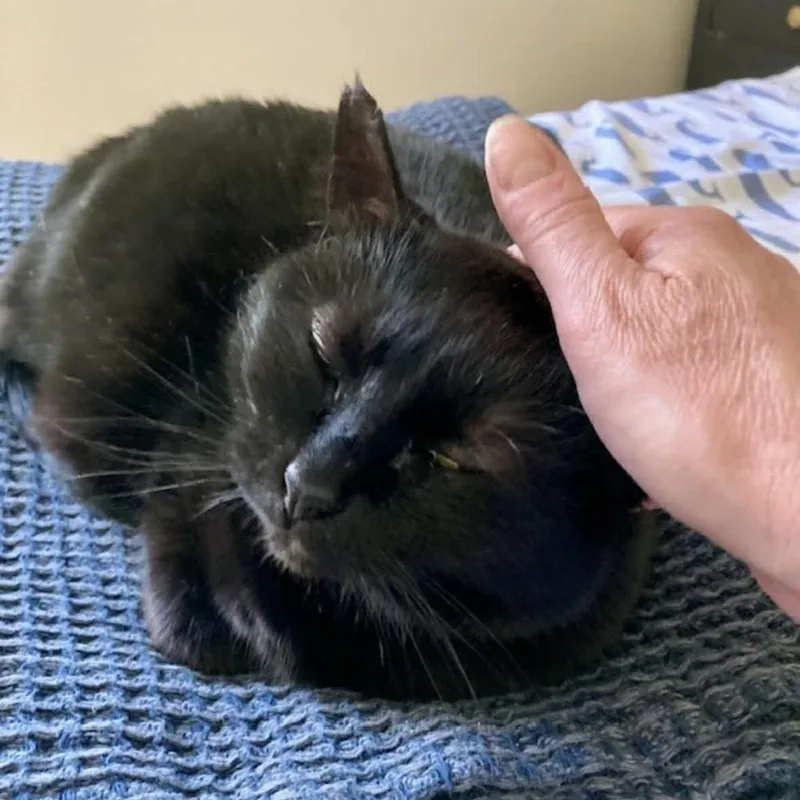 An adult large-sized female Black Domestic Short Hair cat named Dottie for adoption in Raleigh, NC