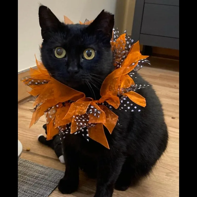Dottie thumbnail 5