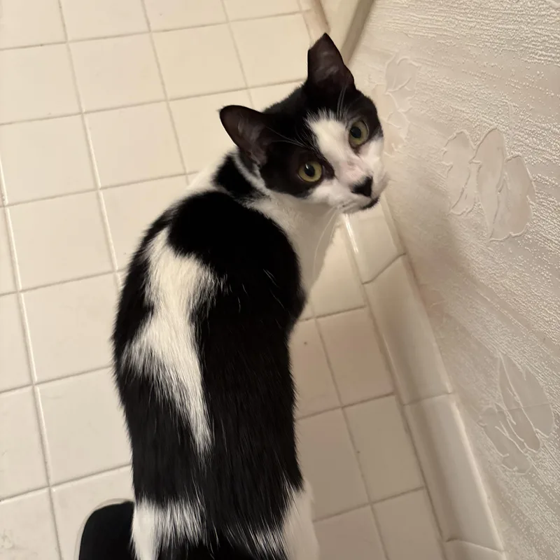 A young medium-sized male Black & White / Tuxedo Domestic Short Hair cat named Sheldon for adoption in Delray Beach, FL