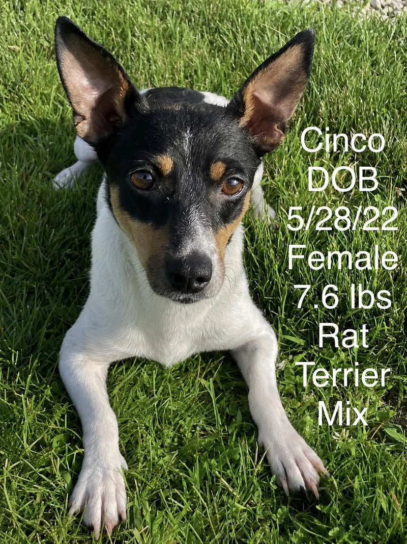 An adult small-sized female Brown / Chocolate Rat Terrier dog named Cinco for adoption in Lacon, IL