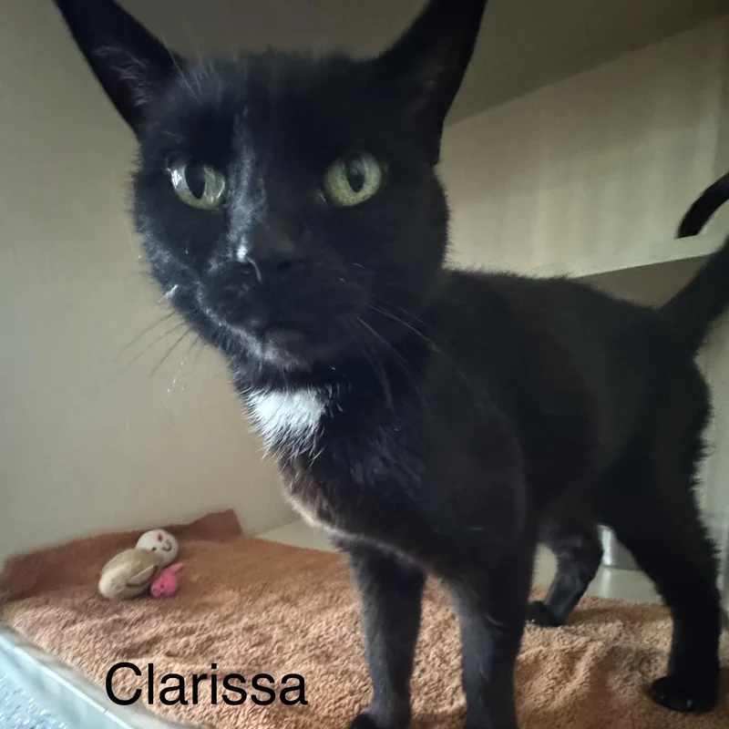 Clarissa