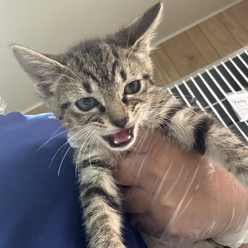 A baby small-sized male Black Domestic Short Hair cat named Gorgug for adoption in Leander, TX