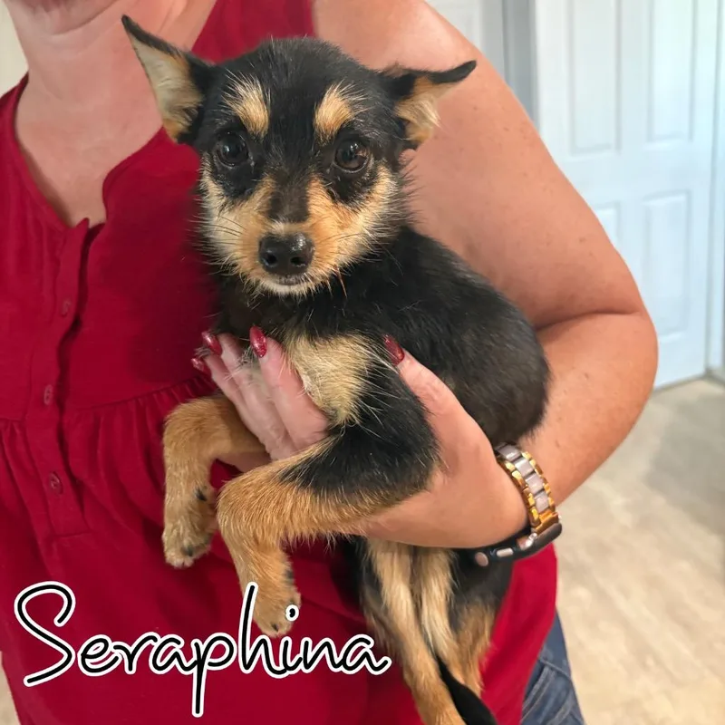 A young small-sized female Chihuahua dog named Seraphina for adoption in Hillsboro, OH
