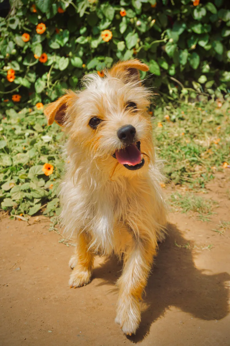A young small-sized female Norfolk Terrier dog named Lilipad for adoption in San Diego, CA