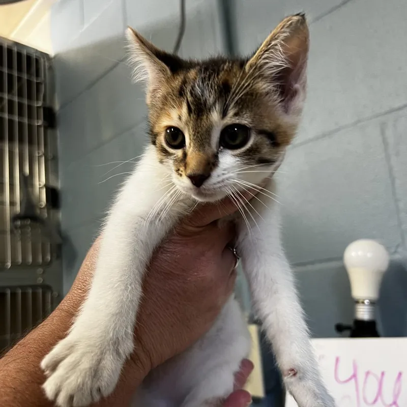 A baby small-sized female Brown / Chocolate Domestic Short Hair cat named Nellie for adoption in Harrisville, WV