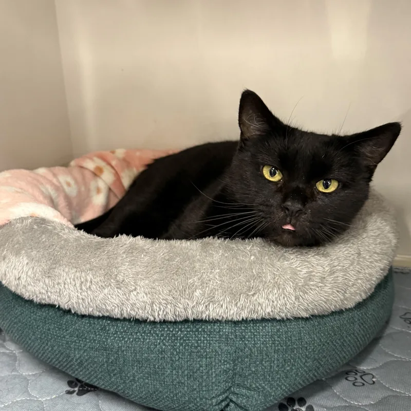 Cranberry thumbnail 4