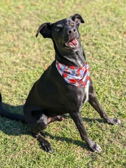 An adult large-sized male Labrador Retriever dog named Draco for adoption in Gulfport, MS