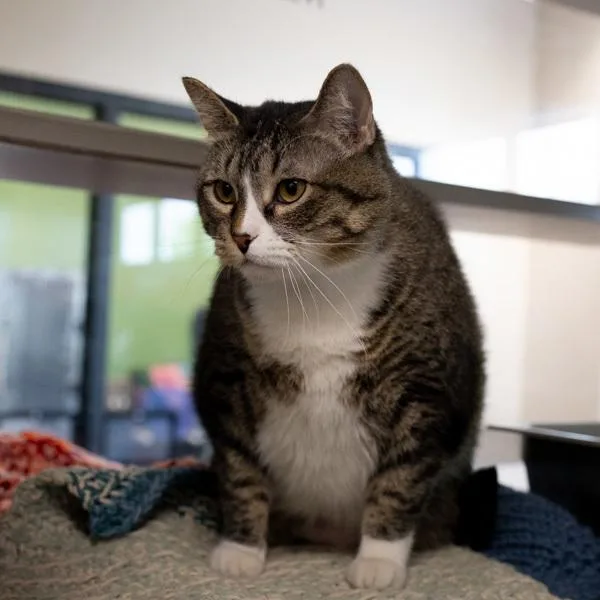An adult small-sized female Domestic Medium Hair cat named Mandu for adoption in Des Moines, IA