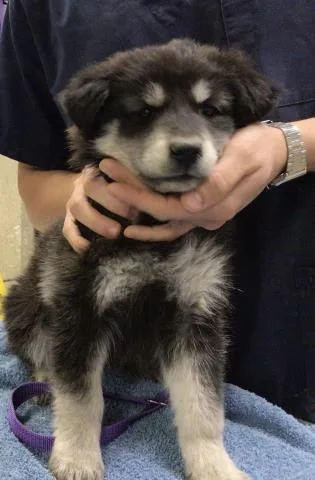 A baby small-sized female Siberian Husky dog named Peach for adoption in Riverside, CA