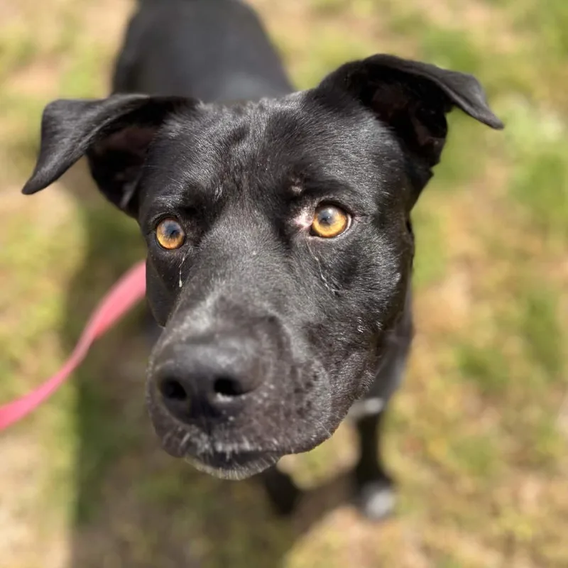 An adult small-sized male Black Black Labrador Retriever dog named Chicago for adoption in Greenville, SC