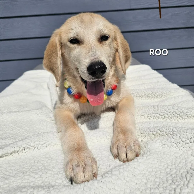 A baby small-sized female White / Cream Great Pyrenees dog named Roo for adoption in Madisonville, TN