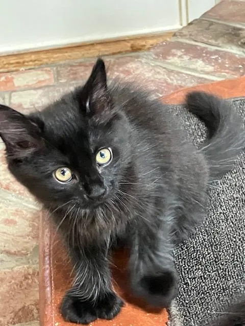 A baby medium-sized female Domestic Short Hair cat named Lucy for adoption in Melrose, MA