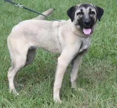An adult extra large-sized female Anatolian Shepherd dog named Avril for adoption in Kansas City, MO