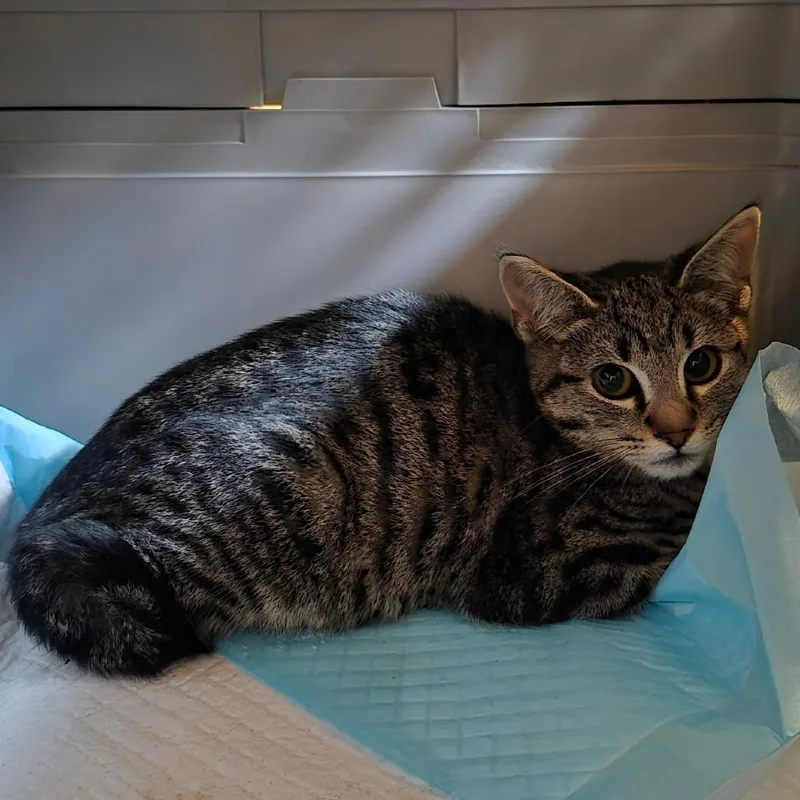 A baby small-sized male Buff / Tan / Fawn Domestic Short Hair cat named Little Shy for adoption in Coos Bay, OR