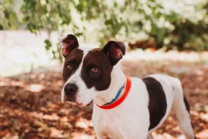 An adult large-sized female Labrador Retriever dog named a Nadi for adoption in North Charleston, SC