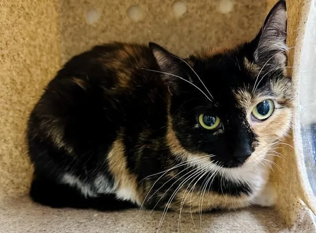 A young medium-sized female Domestic Short Hair cat named Patty Cakes for adoption in Derwood, MD