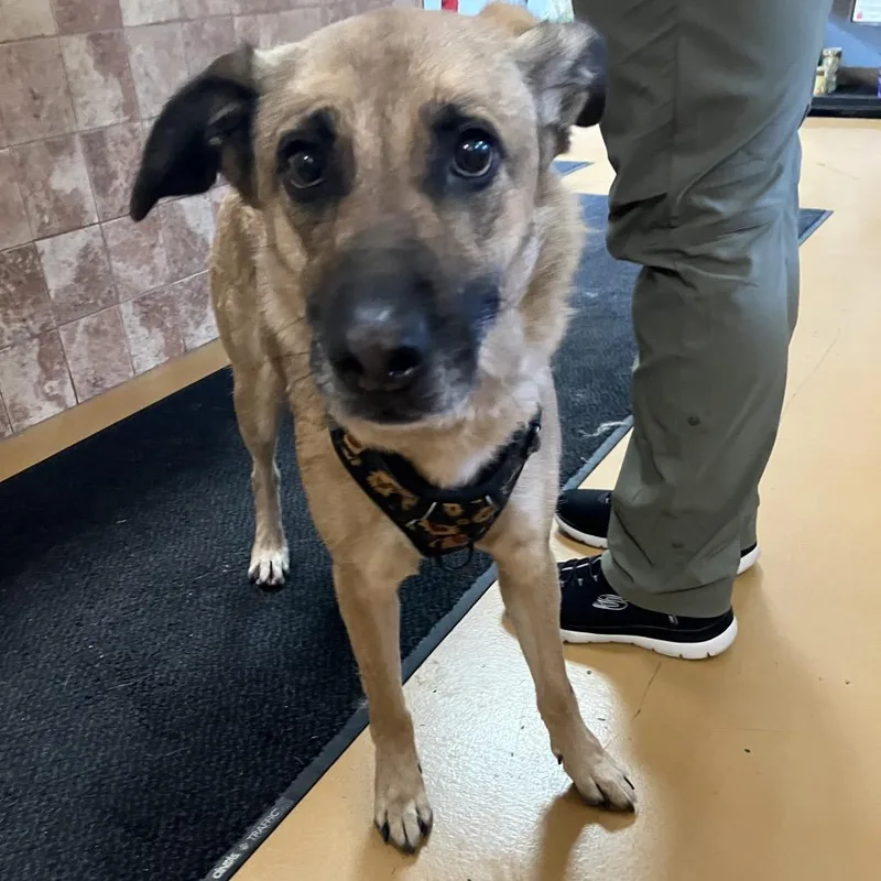 An adult medium-sized female Yellow / Tan / Blond / Fawn German Shepherd Dog dog named Sunflower for adoption in Spanish Fork, UT