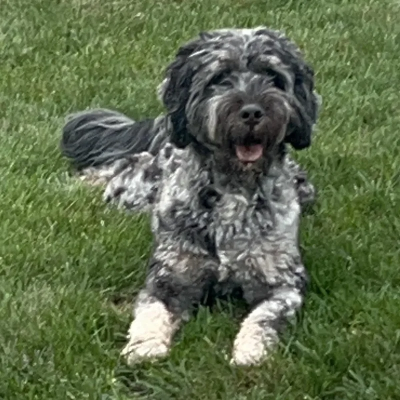 An adult medium-sized male Gray / Blue / Silver Bernese Mountain Dog dog named Maverick for adoption in Oceanside, NY