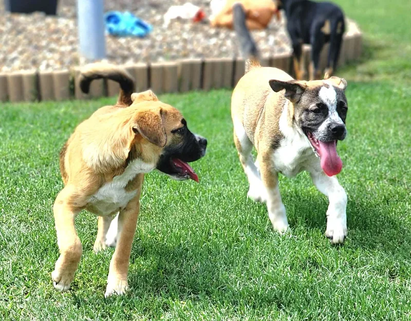 A baby medium-sized female Golden Boxer dog named Jump Rope for adoption in Austin, TX