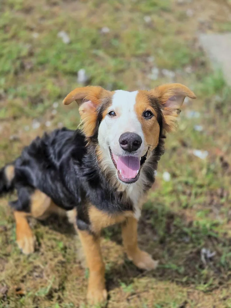 A young medium-sized male Mixed Breed dog named Prince for adoption in Chatsworth, GA