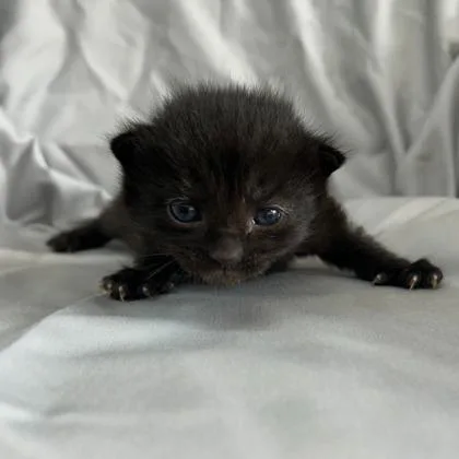A young medium-sized female Domestic Short Hair cat named Lola for adoption in Kansas City, MO