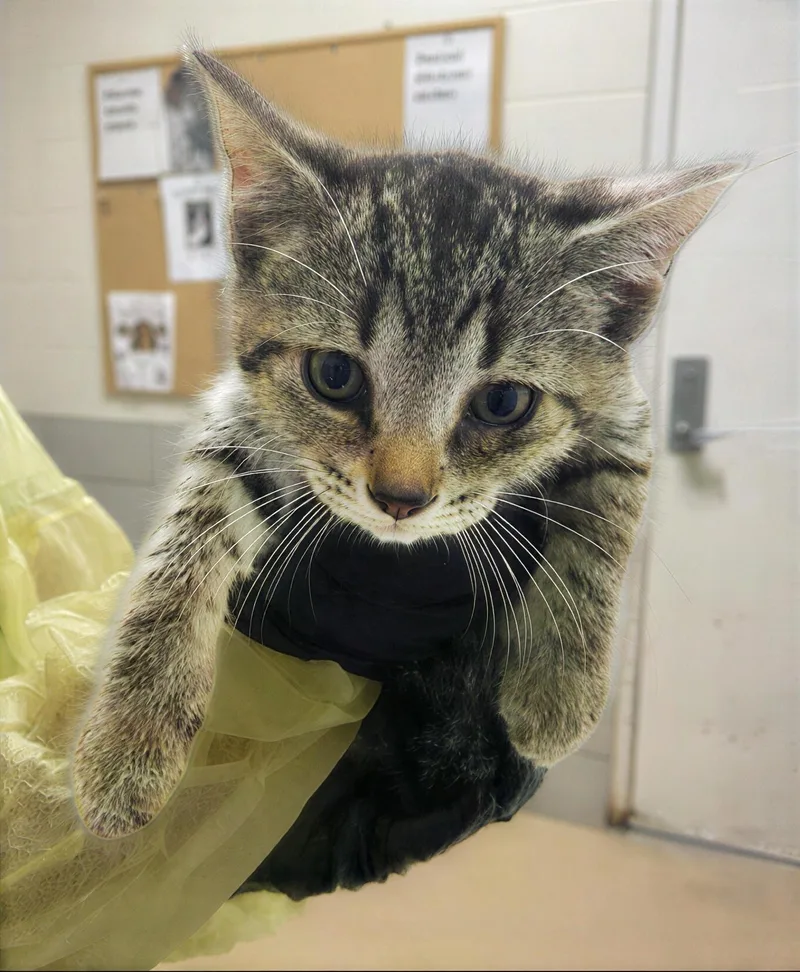 A baby medium-sized female Tabby (Brown / Chocolate) Domestic Short Hair cat named Thelma for adoption in Nashville, TN